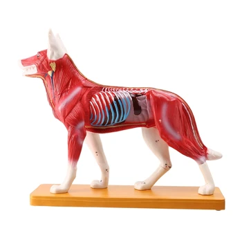 Šuo Žvalgybos Montavimas Žaislas Gyvūnų Organų Anatomijos Mokymo, Mokslo Modelio Mokymo Praktika Mokymo Modelis