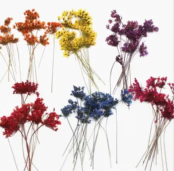 120pcs Presuotų Džiovintų Orlaya grandiflora Nėrinių Gėlių, Augalų Herbariumas Papuošalai Padaryti Atviruką Rėmo Telefono dėklas Amatų 