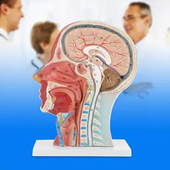 Modeliavimo Galvos, Raumenų, Nervų Modelis Medicinos 4D Smegenų Audinio Anatomija Papuošalai Mokyklos Žmogaus Organų Susirinkimų Mokymo Modelį Prekes